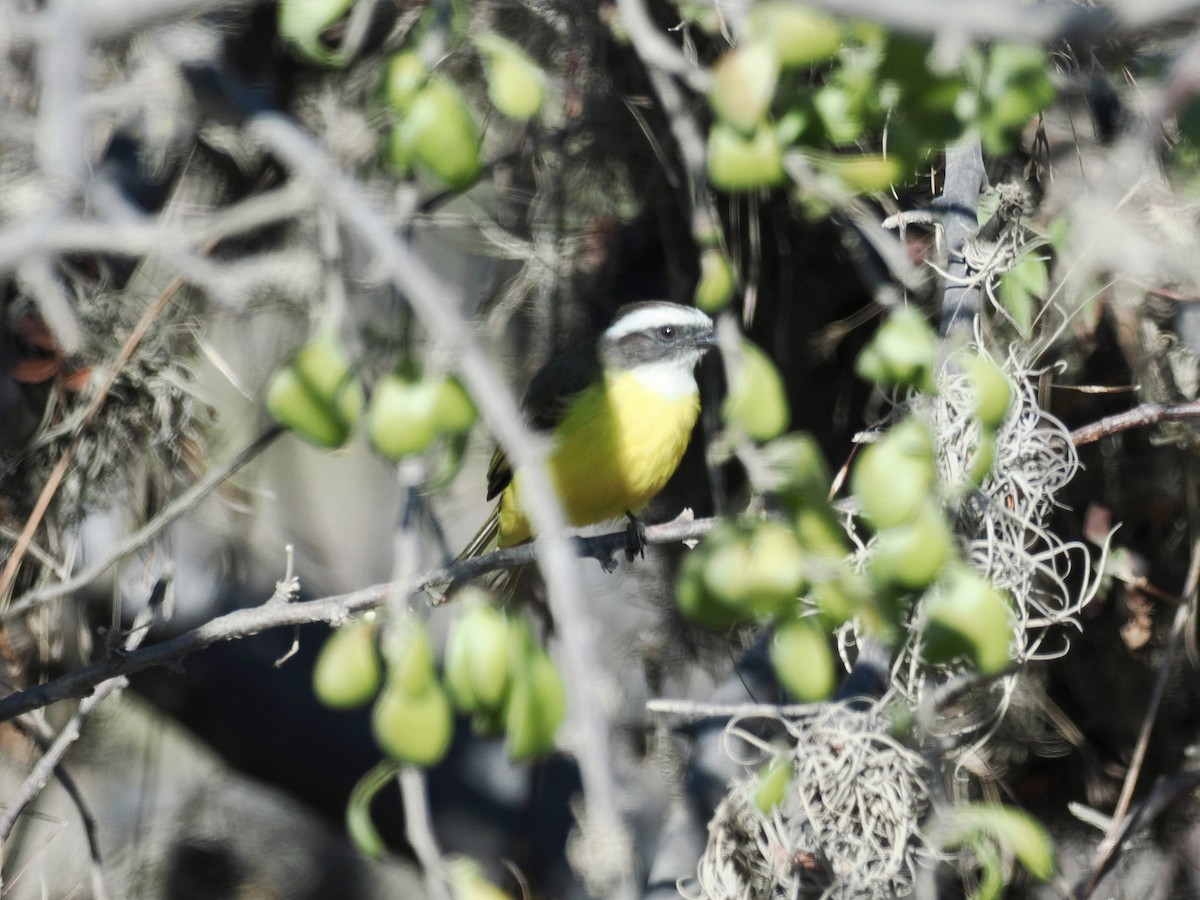 Красношапочный бентеви - ML647550638