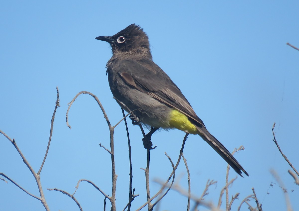 Cape Bulbul - ML647550665