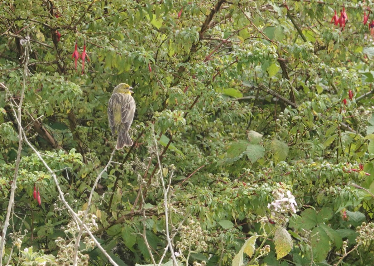 Grassland Yellow-Finch - ML647550699