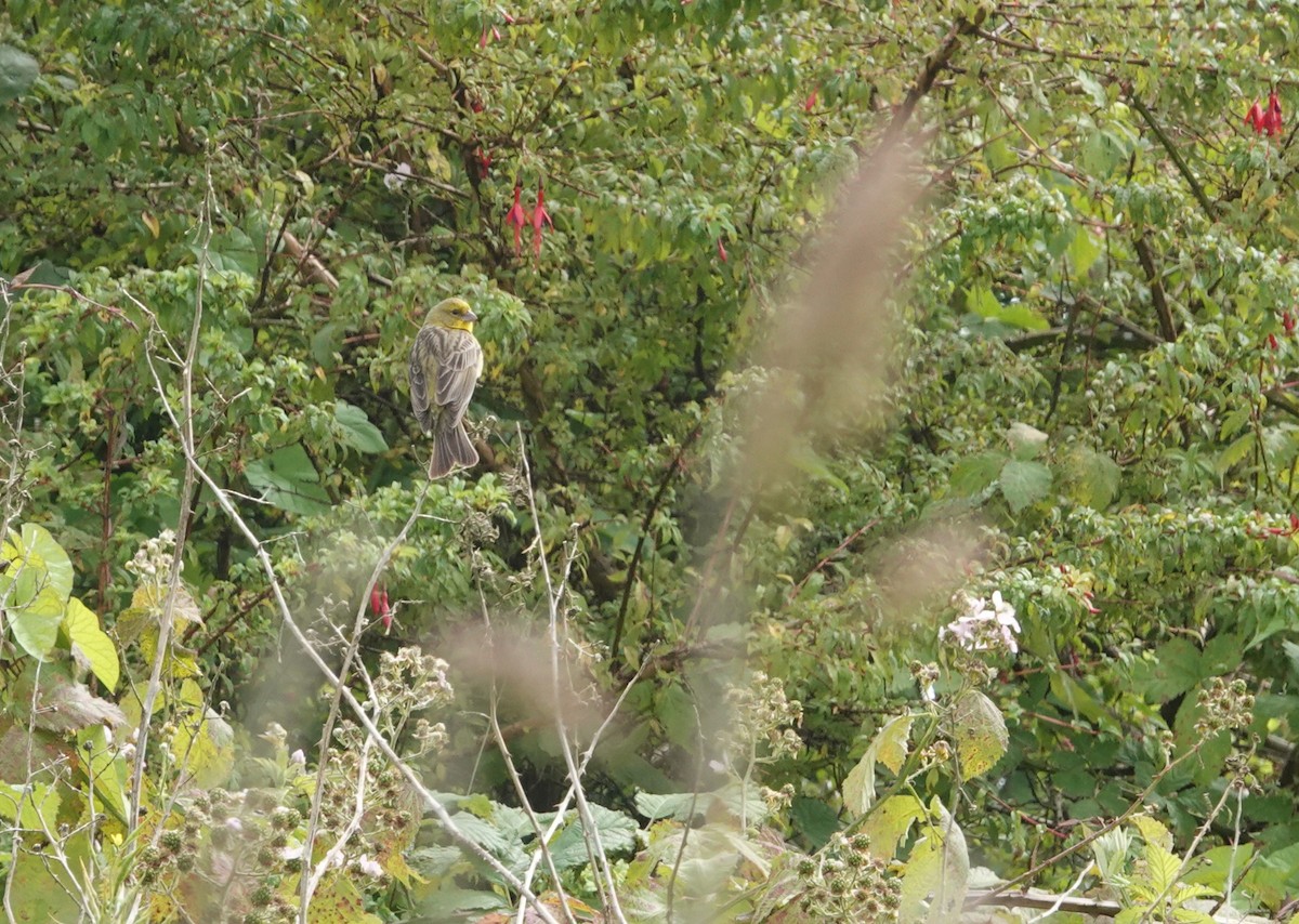 Grassland Yellow-Finch - ML647550700