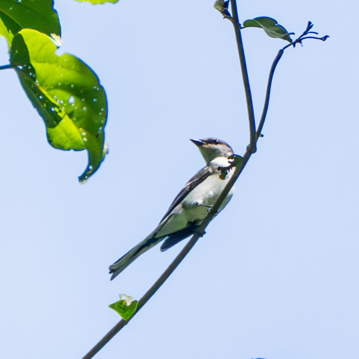 サンショウクイ - ML647550719