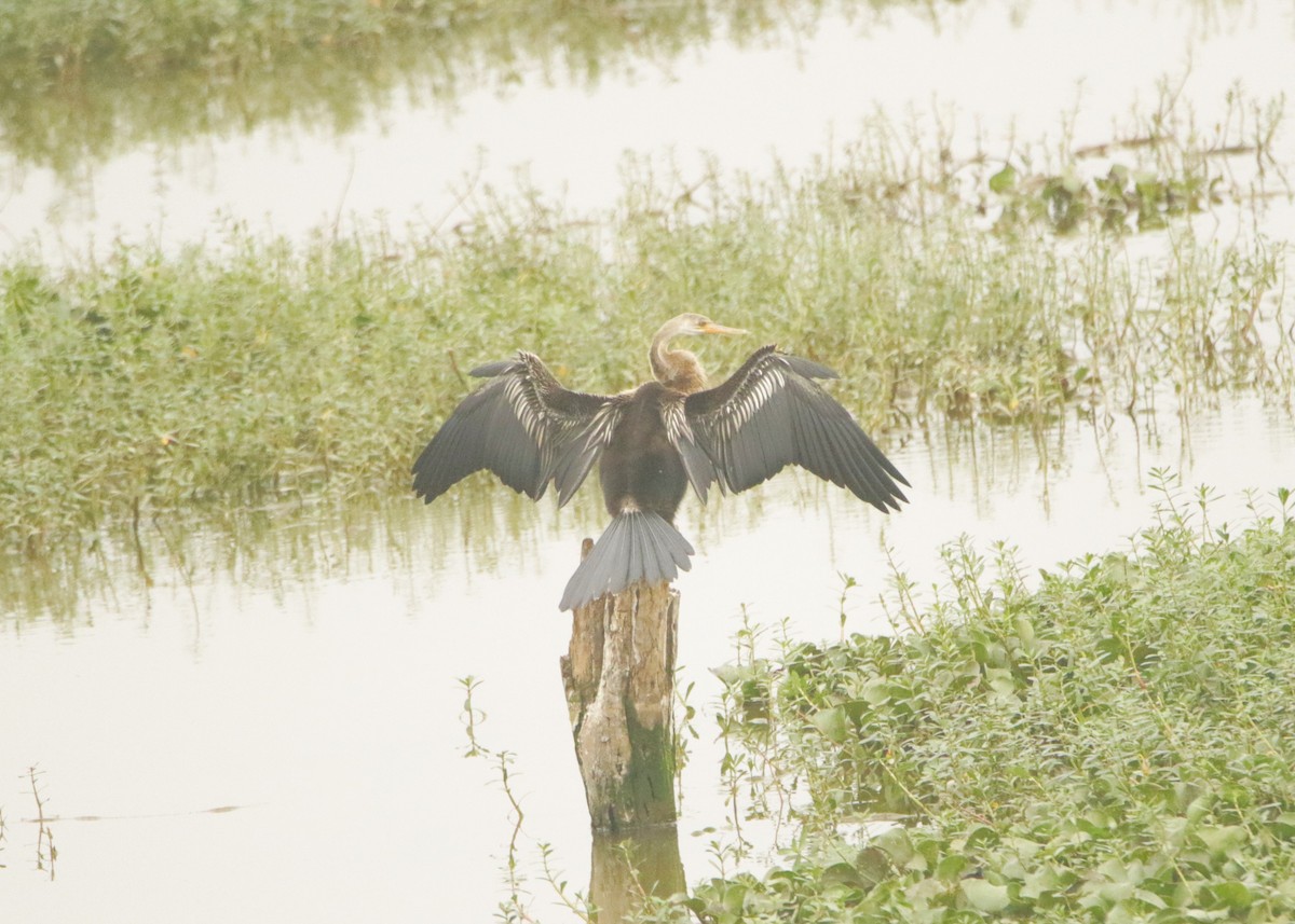 Oriental Darter - ML647550722