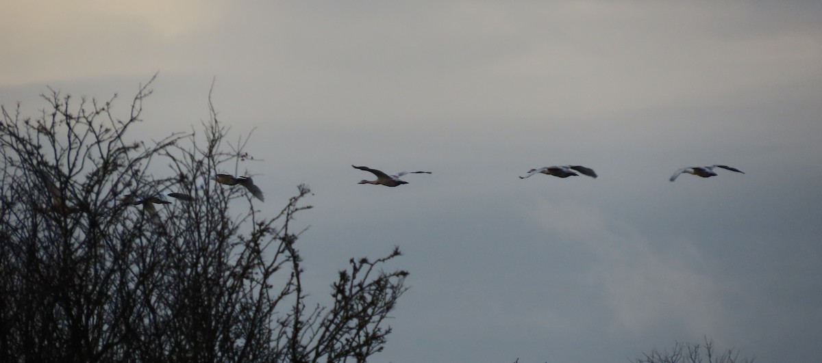 オオハクチョウ - ML647550729