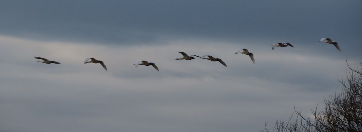 オオハクチョウ - ML647550730