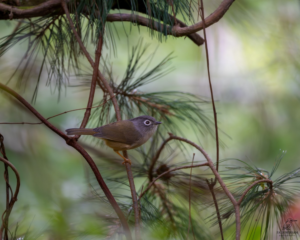 メジロチメドリ - ML647550731