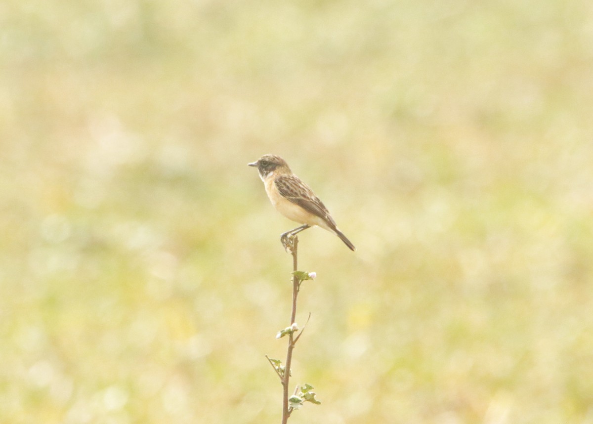Siberian Stonechat - ML647550749