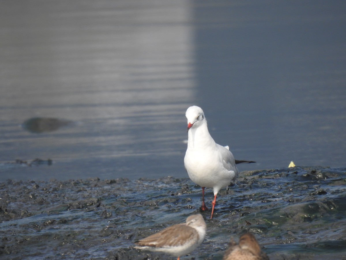 Gaviota Centroasiática - ML647550775