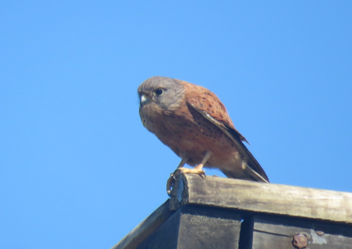 klippefalk - ML647550778