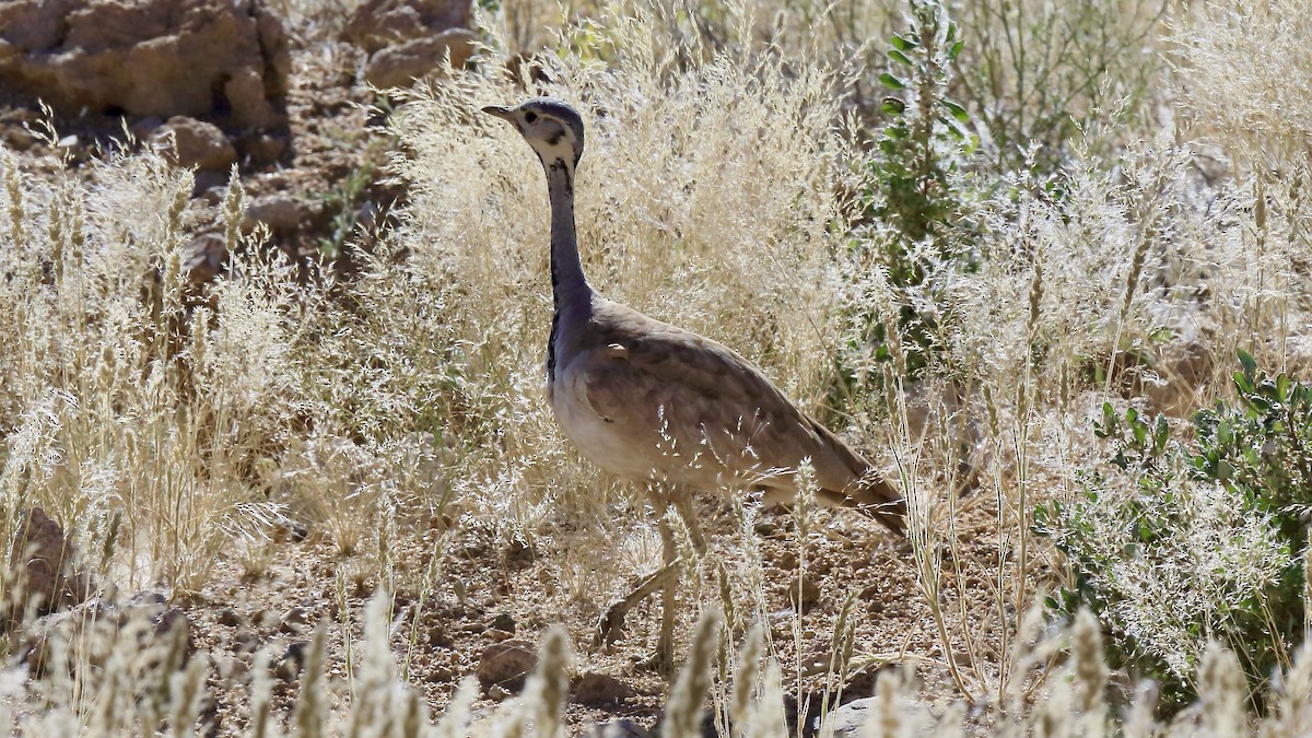 Rüppell's Bustard - ML647550785