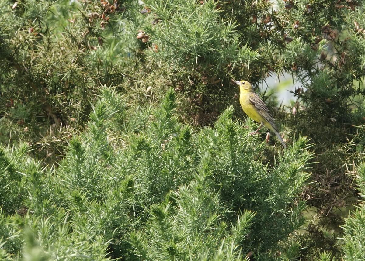 Grassland Yellow-Finch - ML647550787