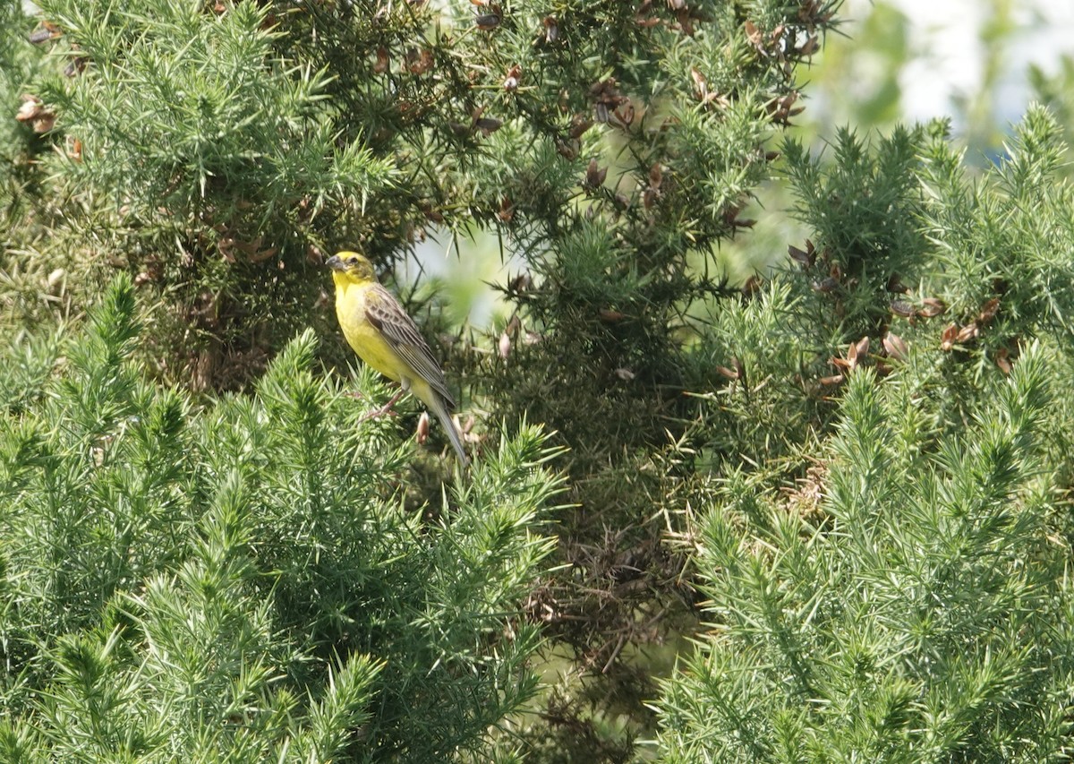 Grassland Yellow-Finch - ML647550788
