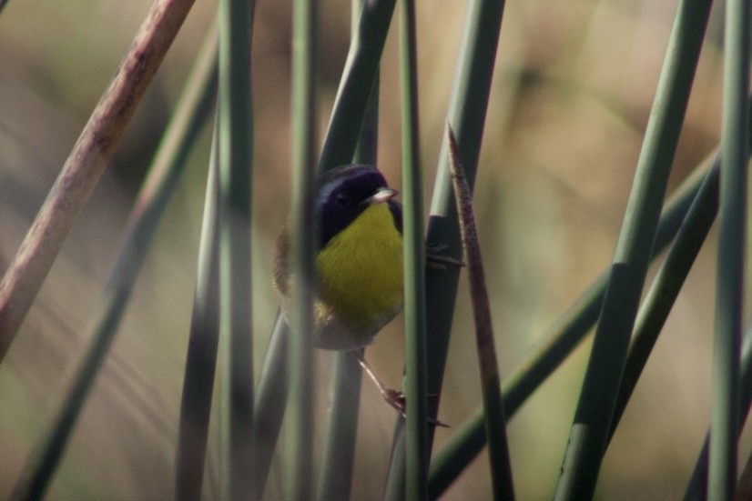 nordgulstrupe - ML647550795