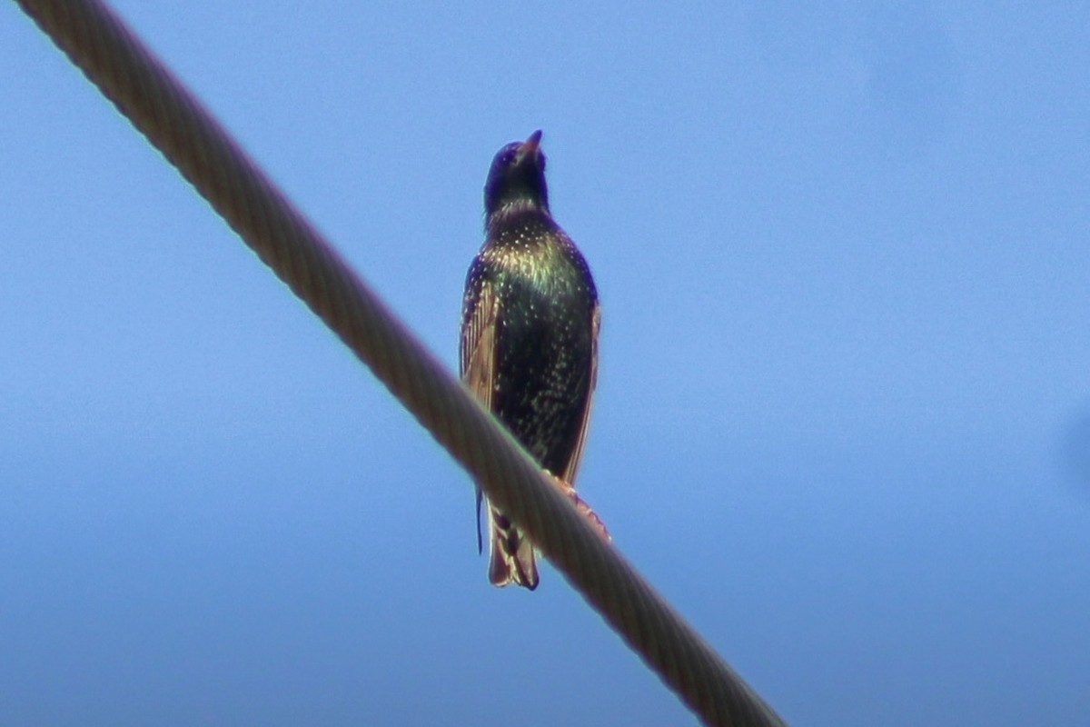 European Starling - ML647550809