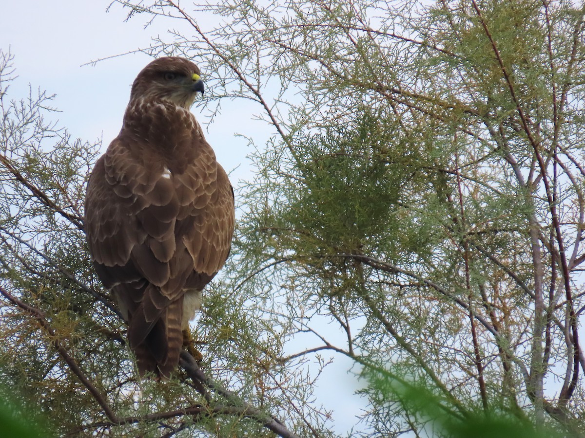 Common Buzzard (Western) - ML647550814