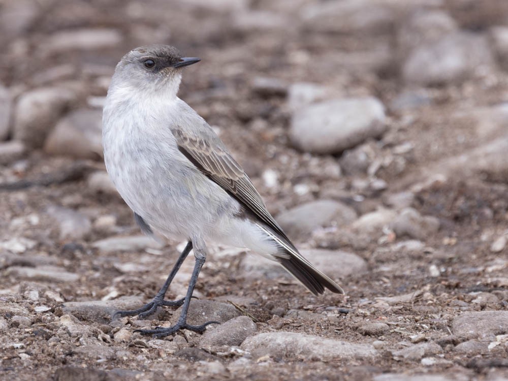 Dormilona Carinegra - ML647550835