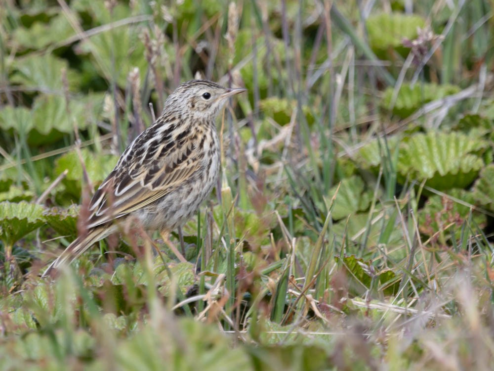 Bisbita Correndera (Islas Malvinas) - ML647550853