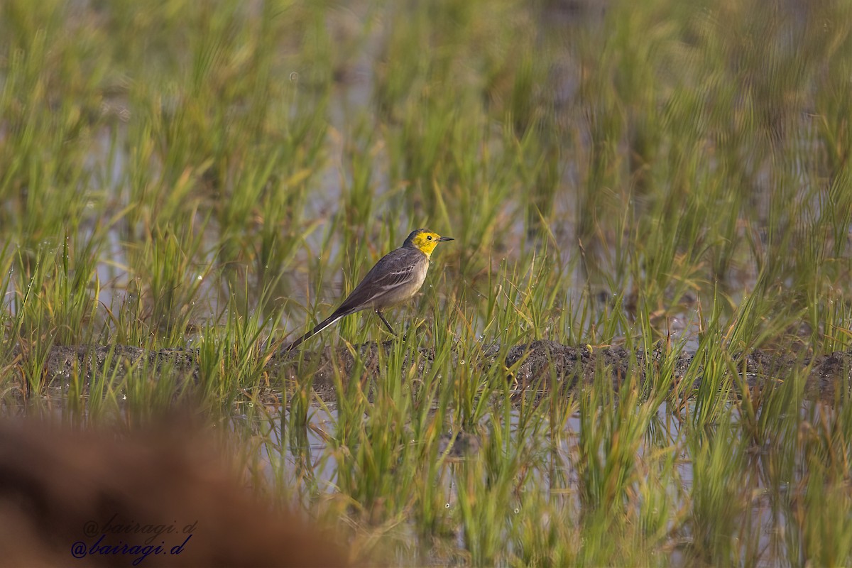 Желтоголовая трясогузка - ML647550879
