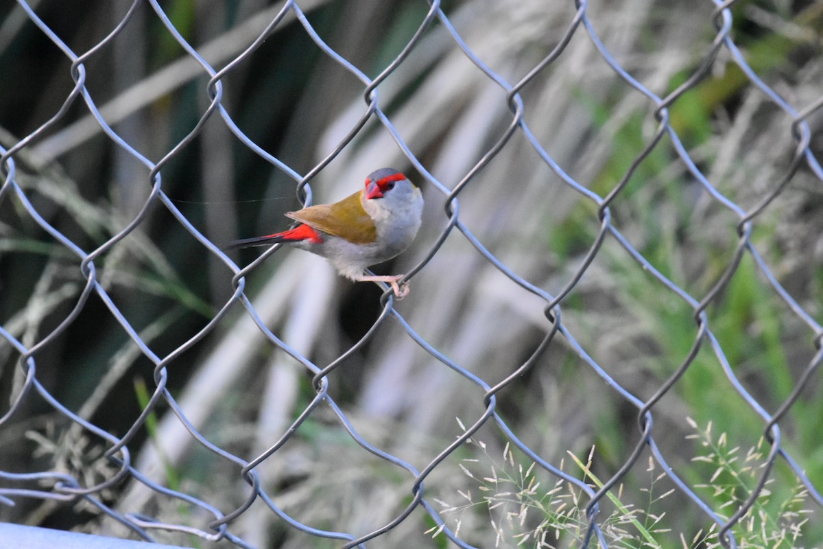 Red-browed Firetail - ML647550894