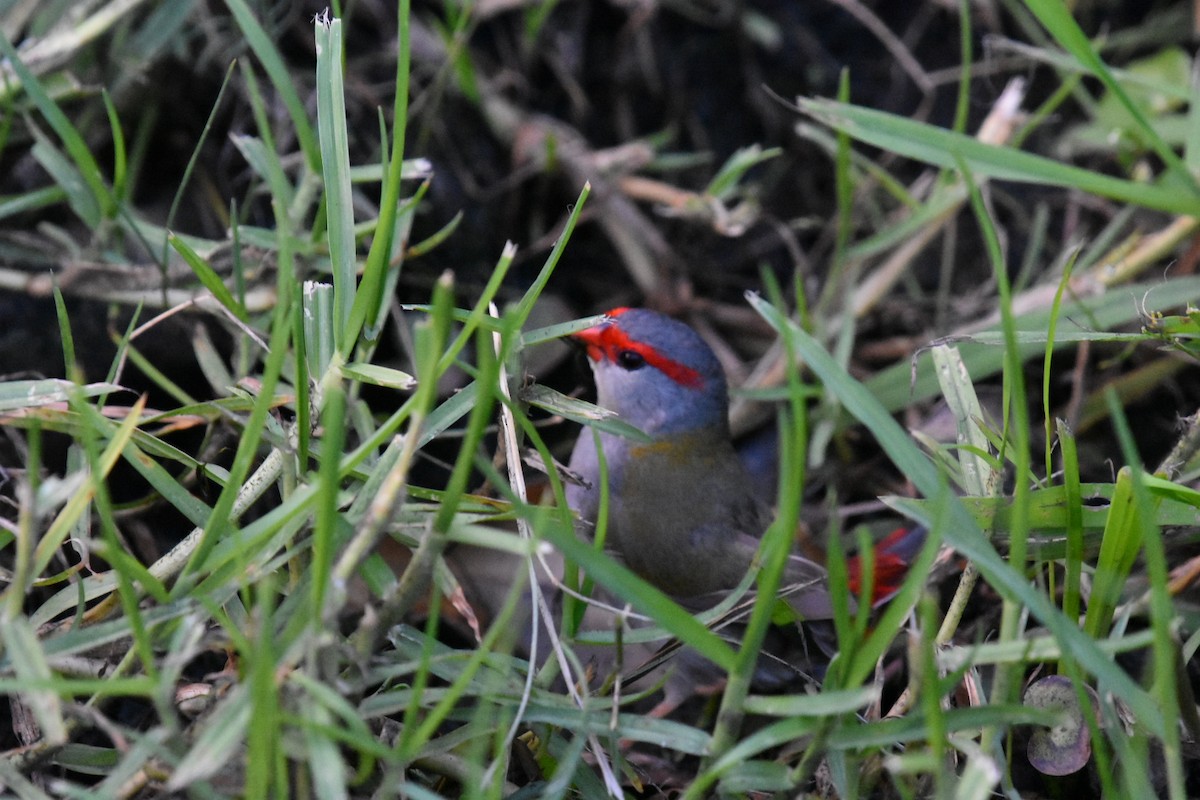Red-browed Firetail - ML647550895