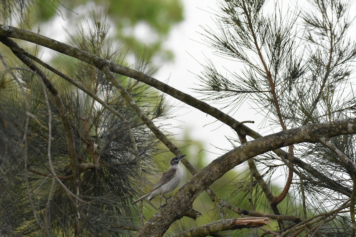 Little Friarbird - ML647550898