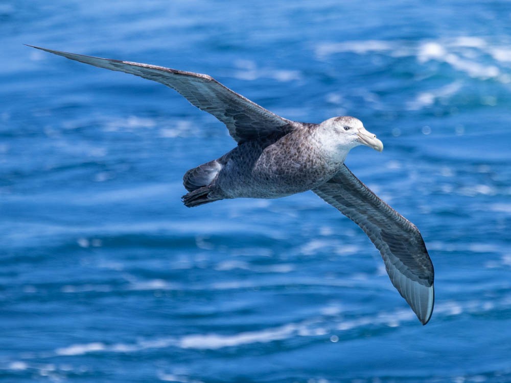 סערון-ענק דרומי - ML647550901