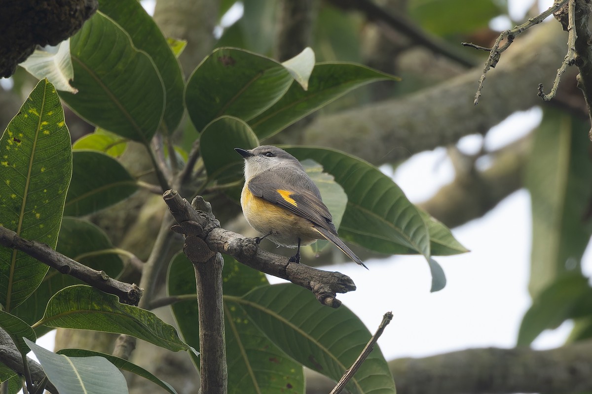 Small Minivet - ML647550910