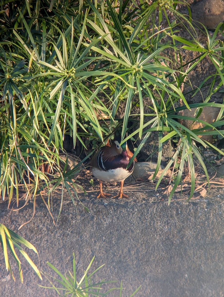 Mandarin Duck - ML647550940