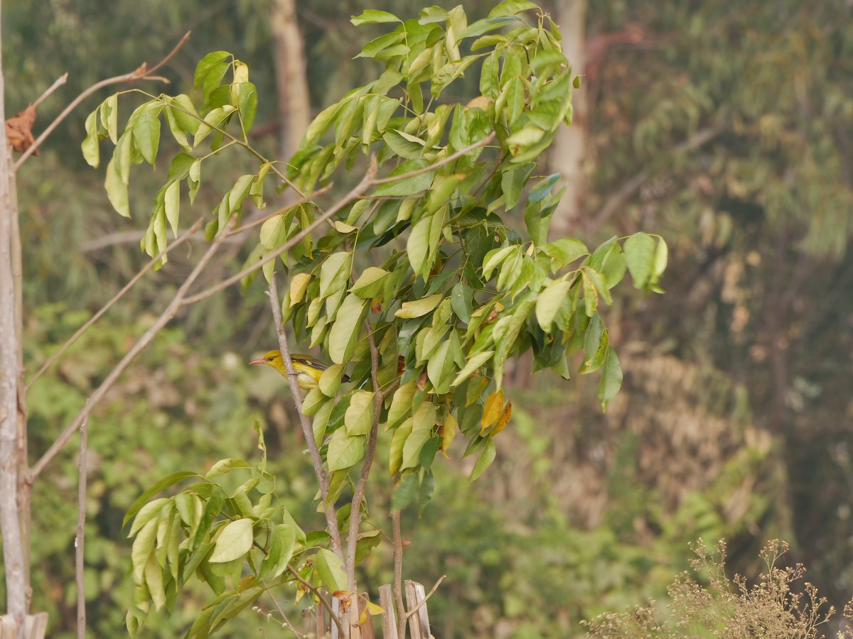 Indian Golden Oriole - ML647550942