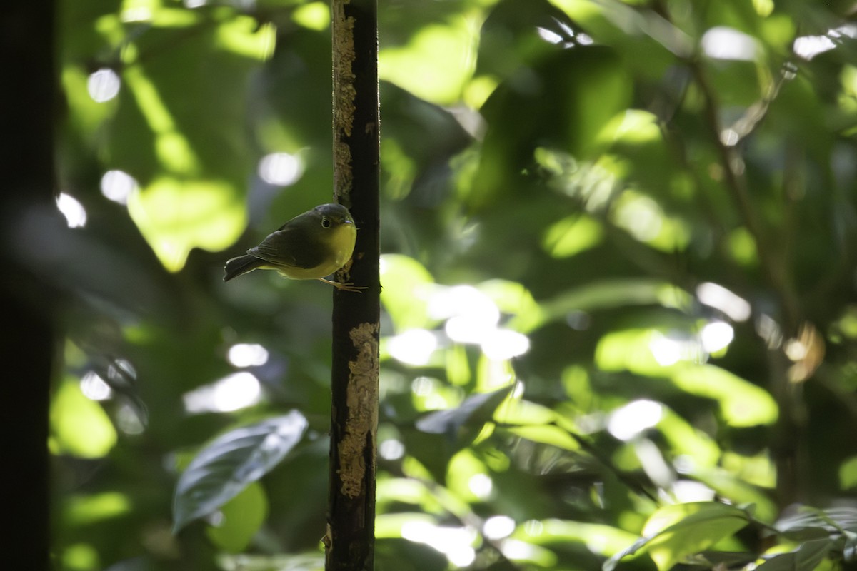 Alström's Warbler - ML647550966