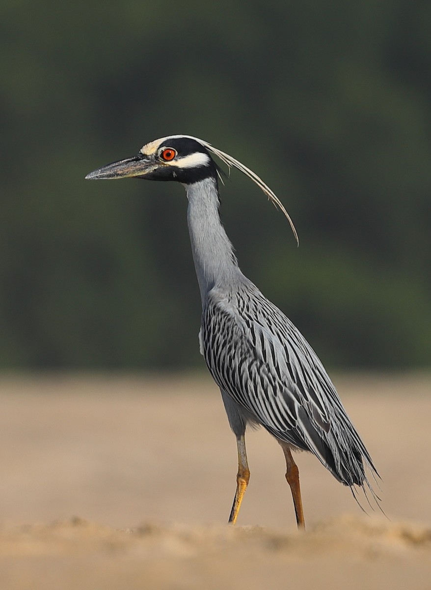 Yellow-crowned Night Heron - ML647550971