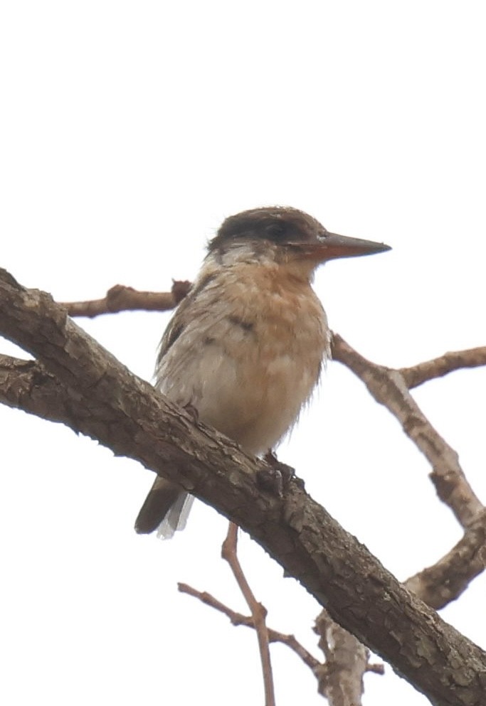 Striped Kingfisher - ML647550977