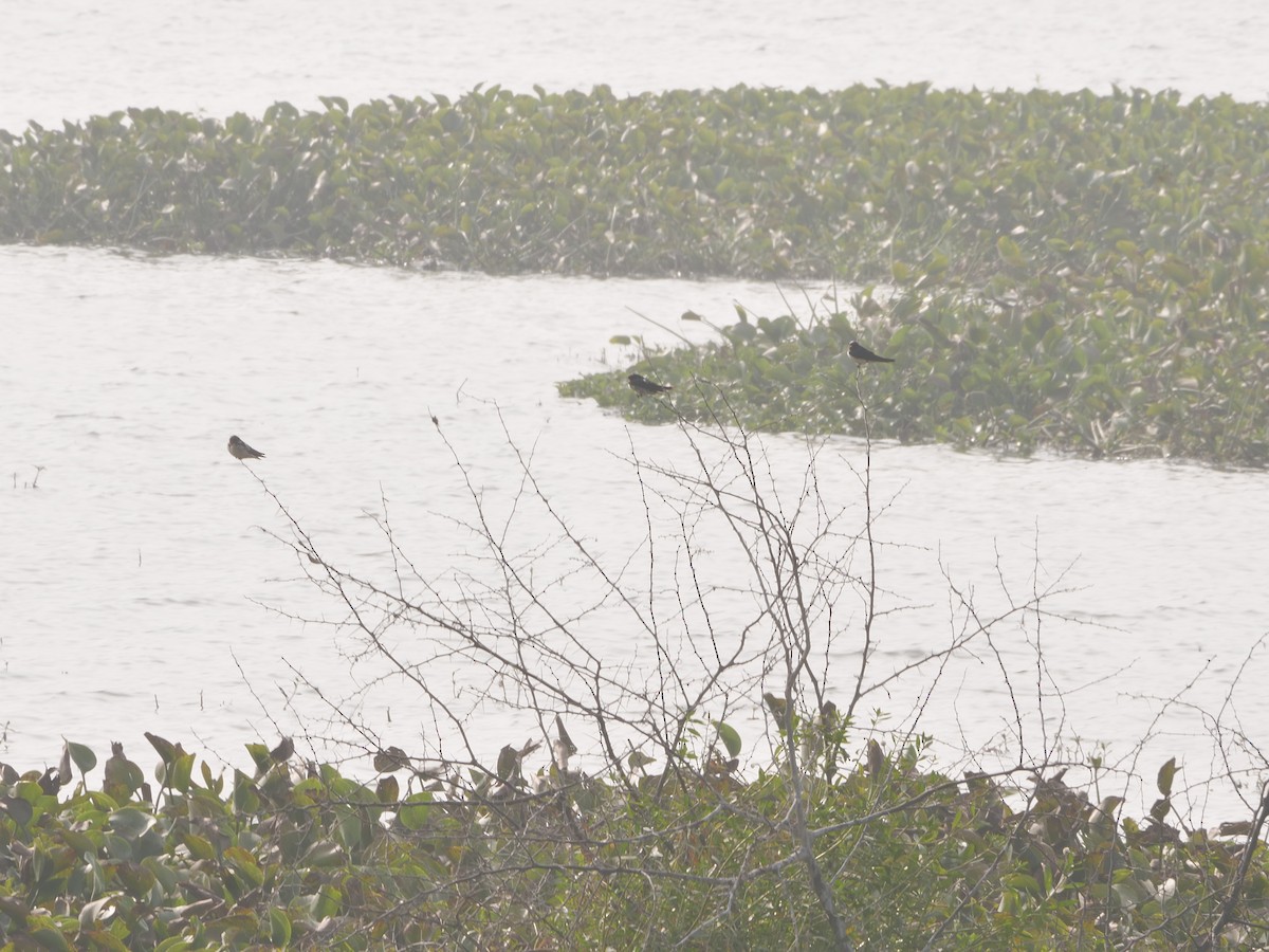 Barn Swallow - ML647550988