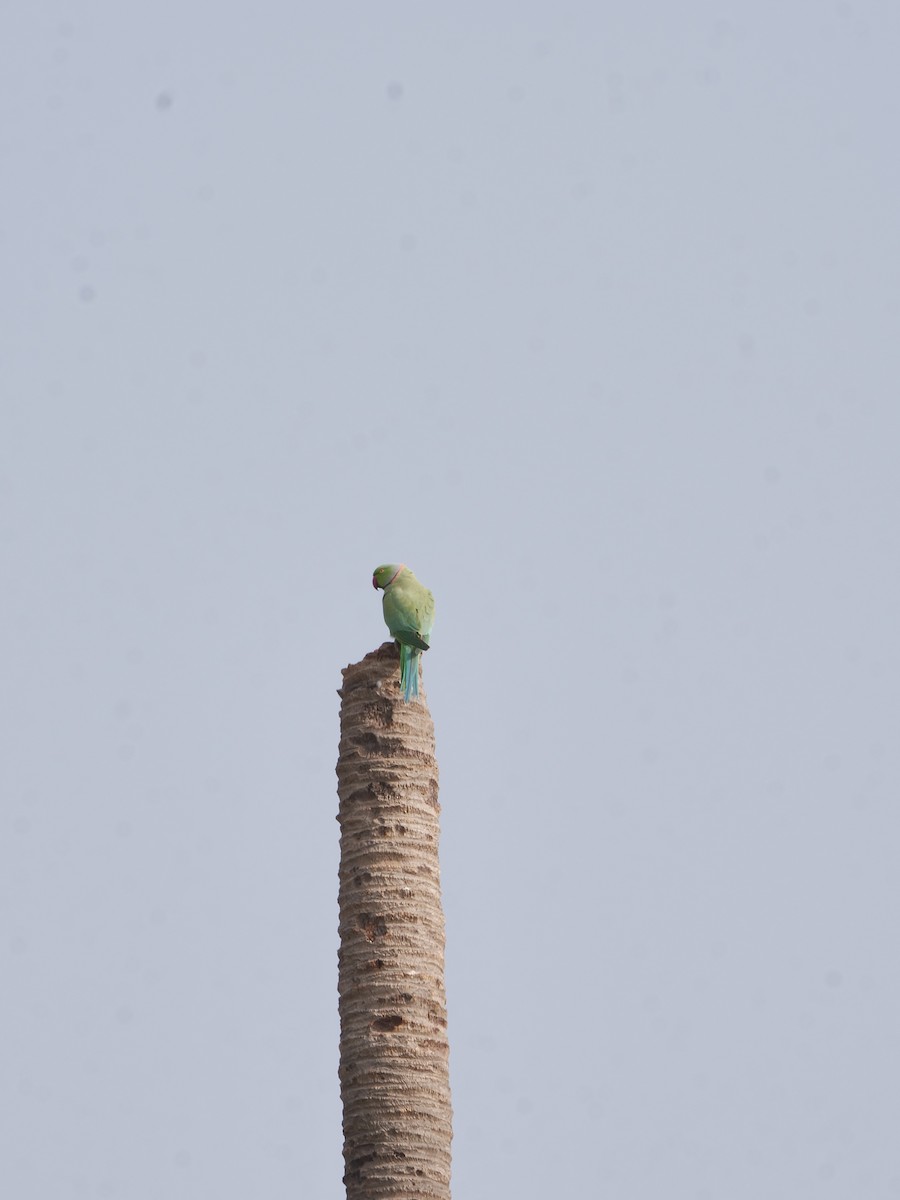 Rose-ringed Parakeet - ML647550991