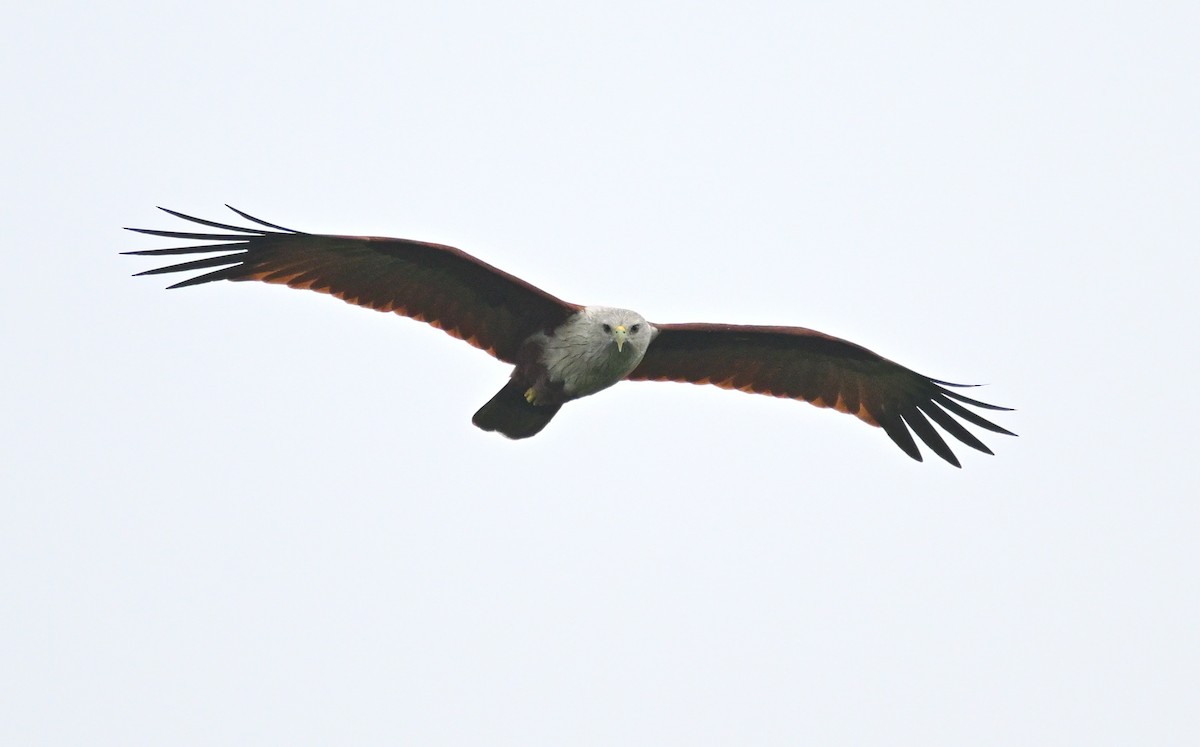 Brahminy Kite - ML647550992