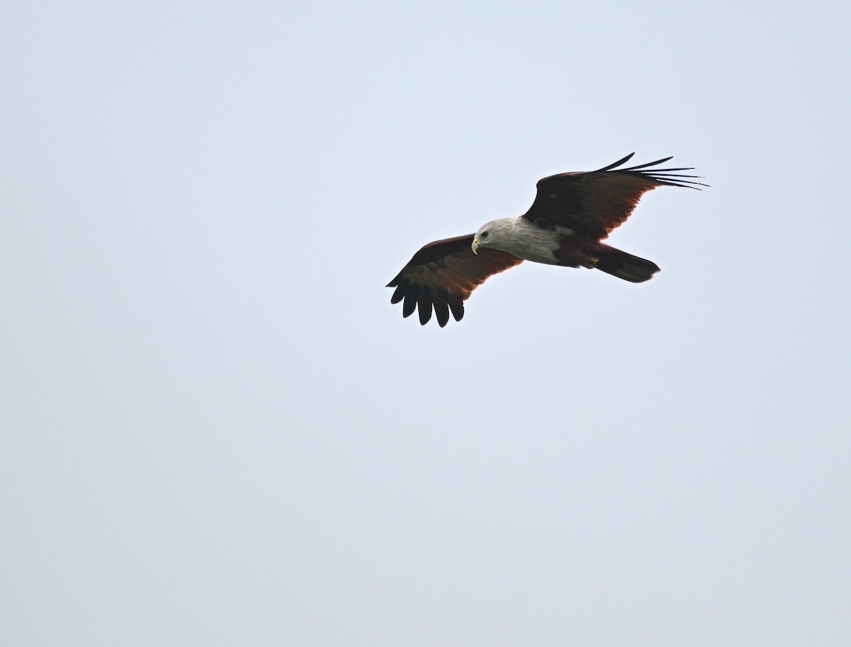 Brahminy Kite - ML647550993