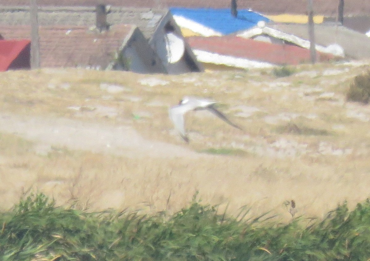 Common Tern (hirundo/tibetana) - ML647550994