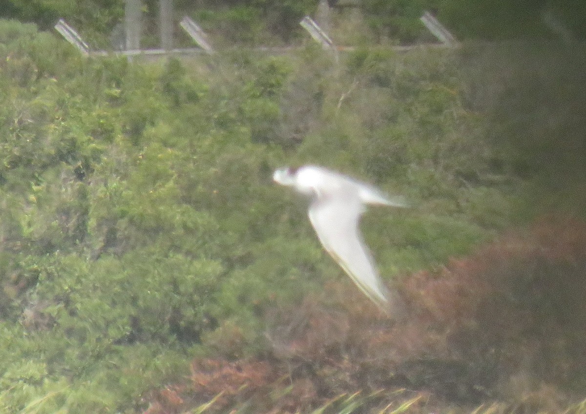 Common Tern (hirundo/tibetana) - ML647550995