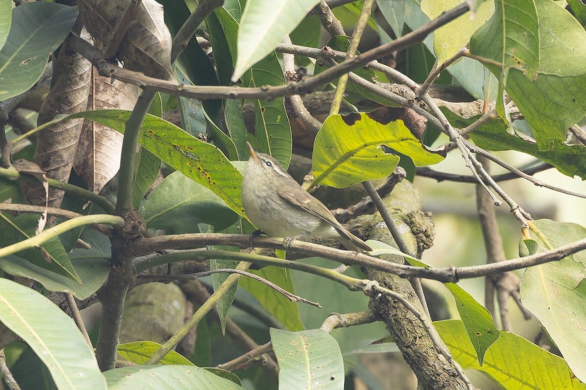 Greenish Warbler - ML647550996