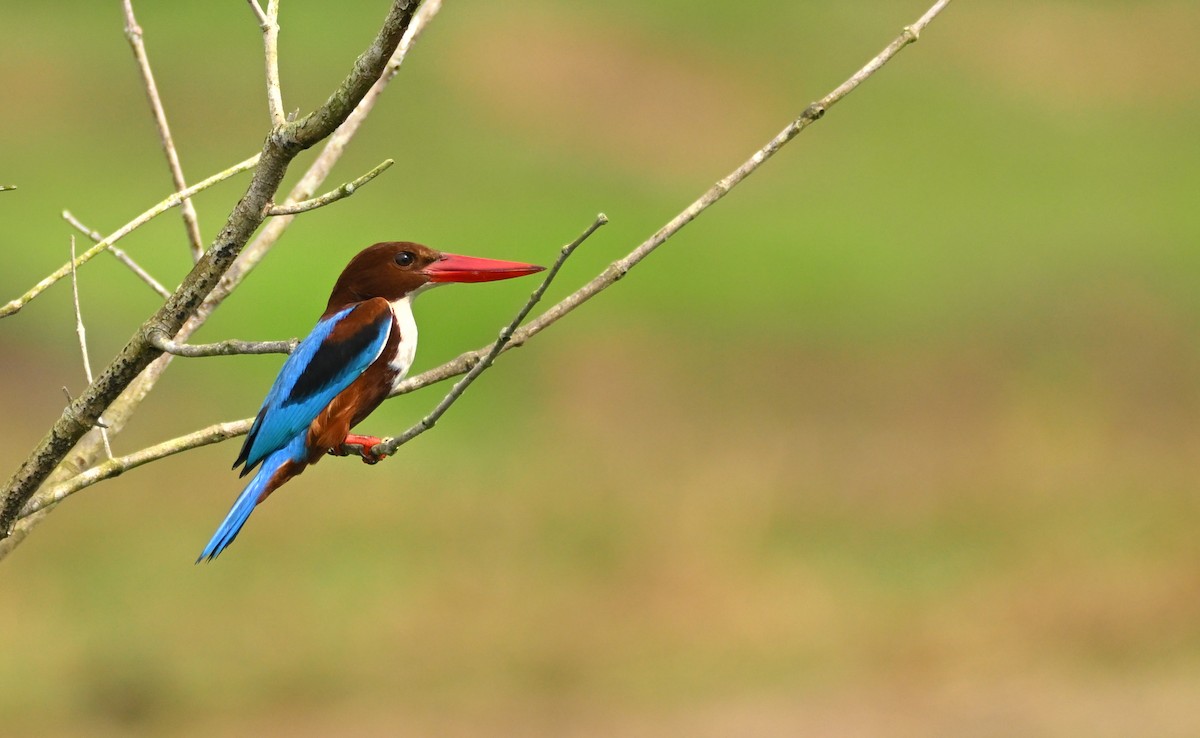 White-throated Kingfisher - ML647550998