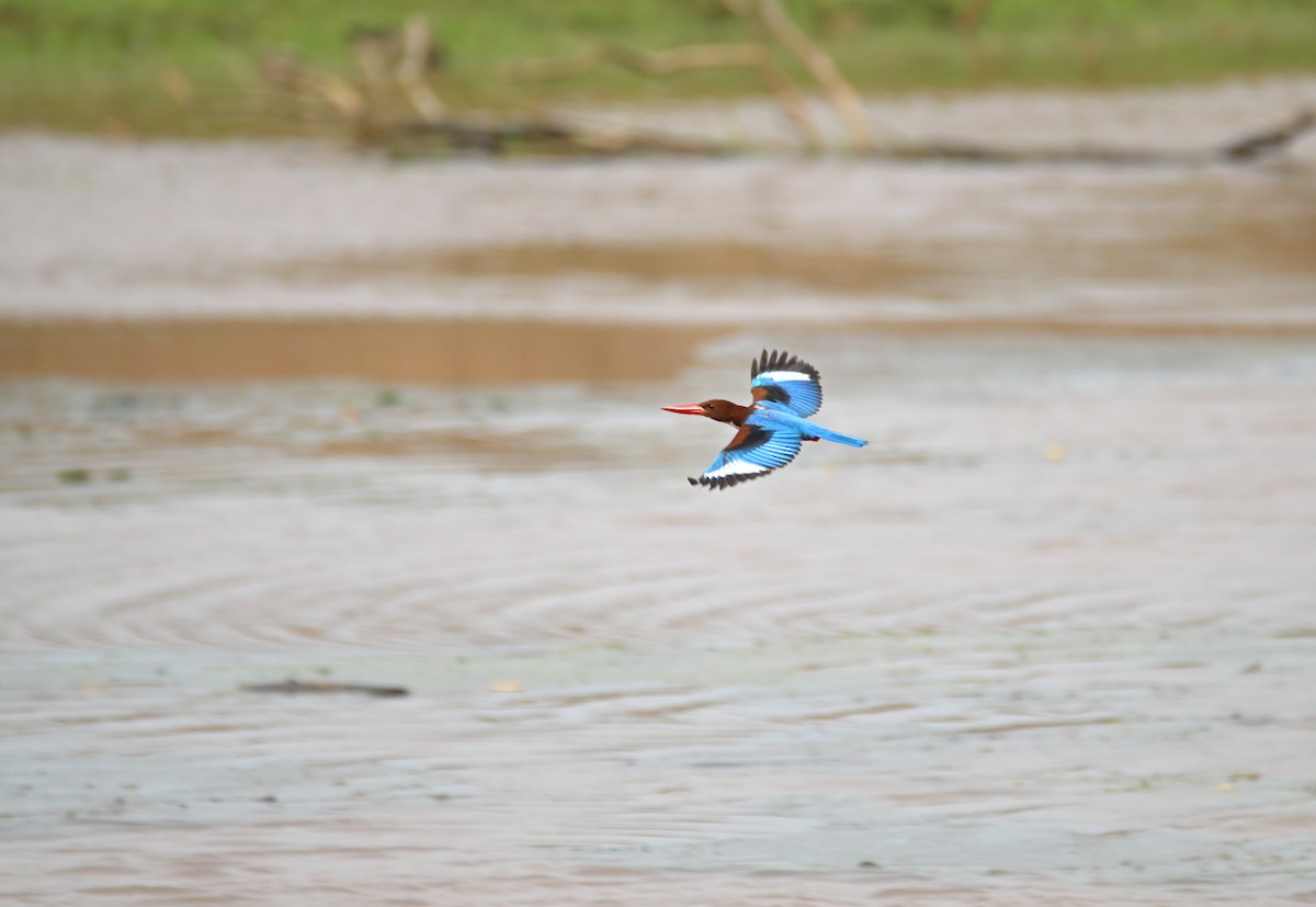 White-throated Kingfisher - ML647550999