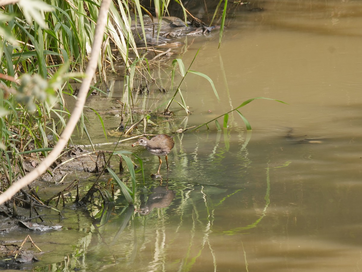 White-breasted Waterhen - ML647551001