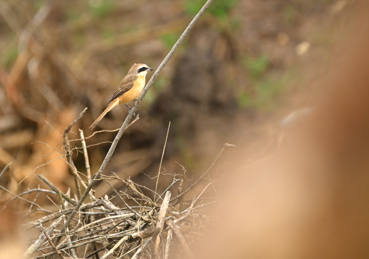 Brown Shrike - ML647551002