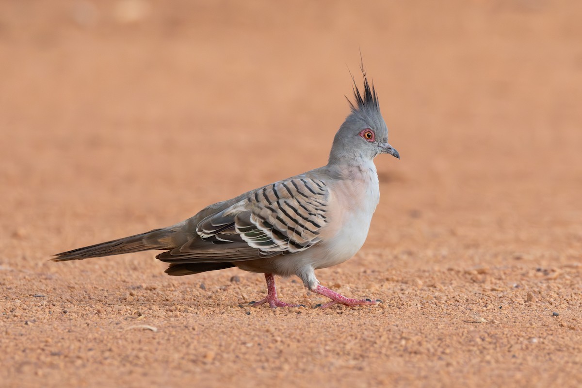 Crested Pigeon - ML647551004