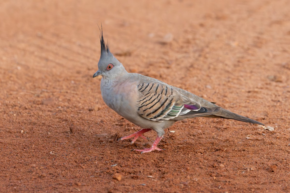 Crested Pigeon - ML647551005
