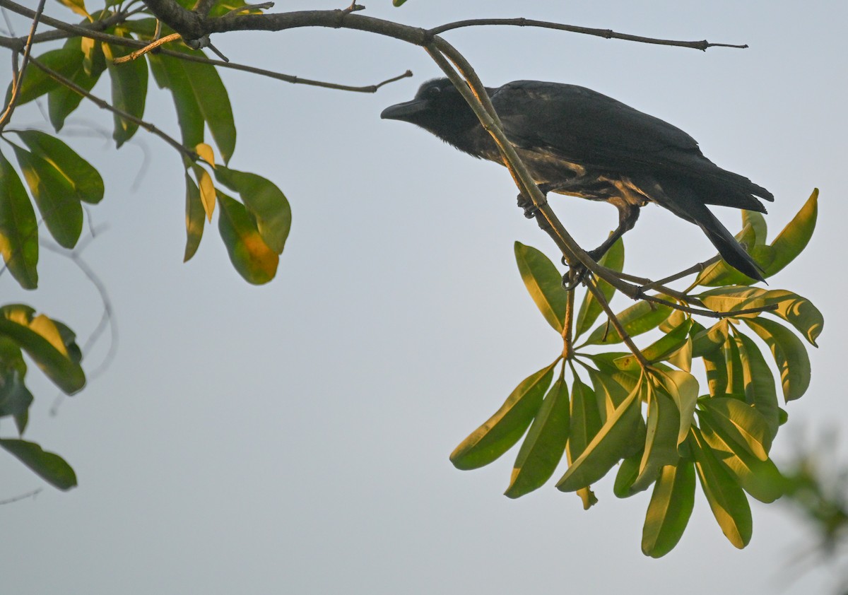 Large-billed Crow - ML647551006