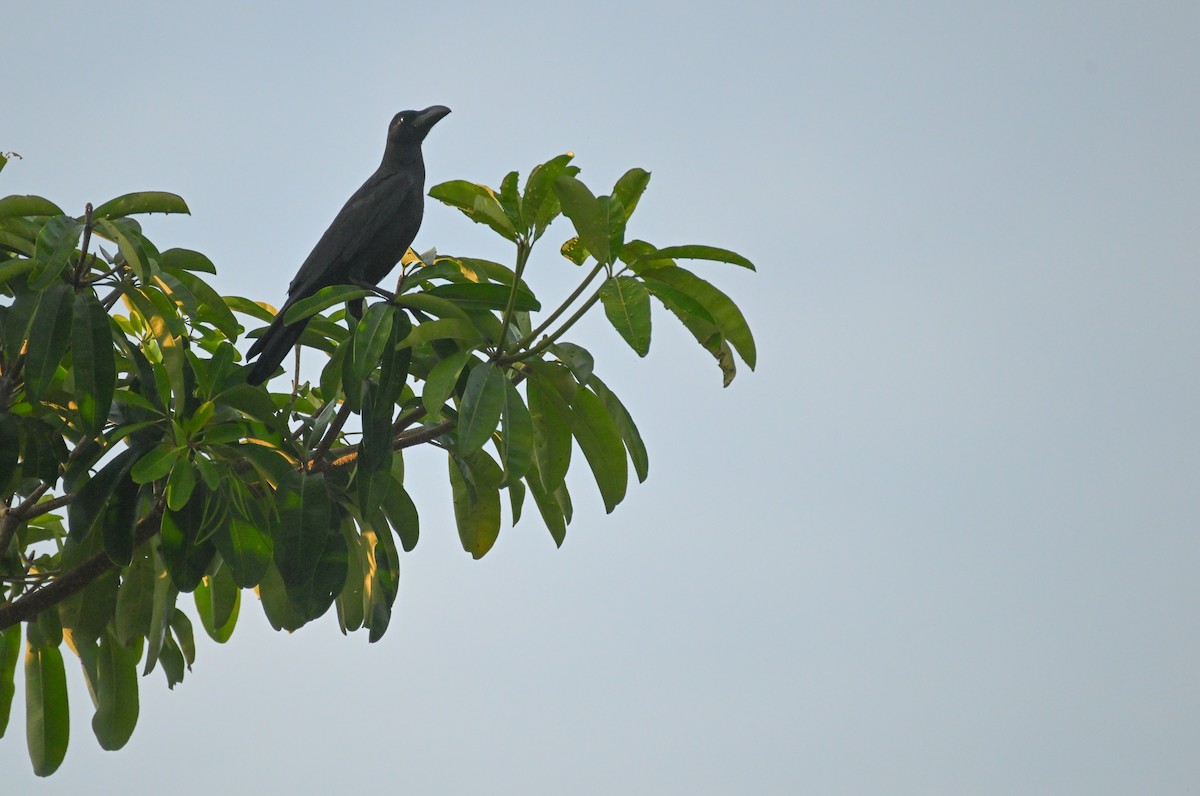 Large-billed Crow - ML647551007