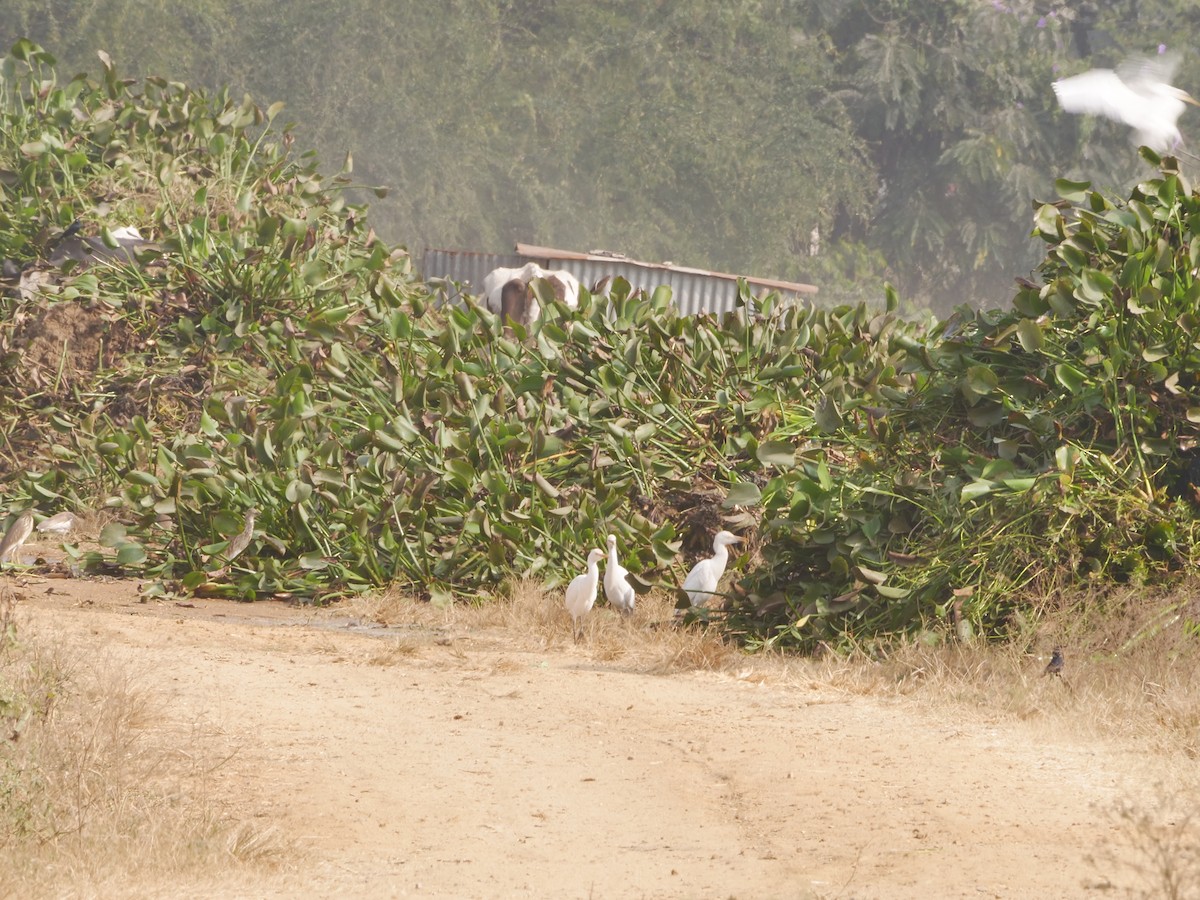 Eastern Cattle-Egret - ML647551008