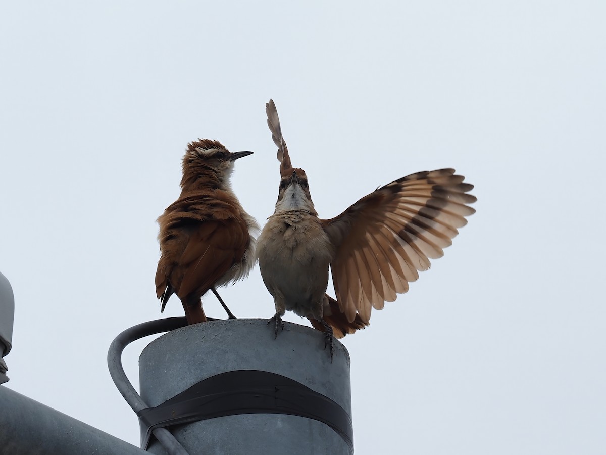 Wing-banded Hornero - ML647551009