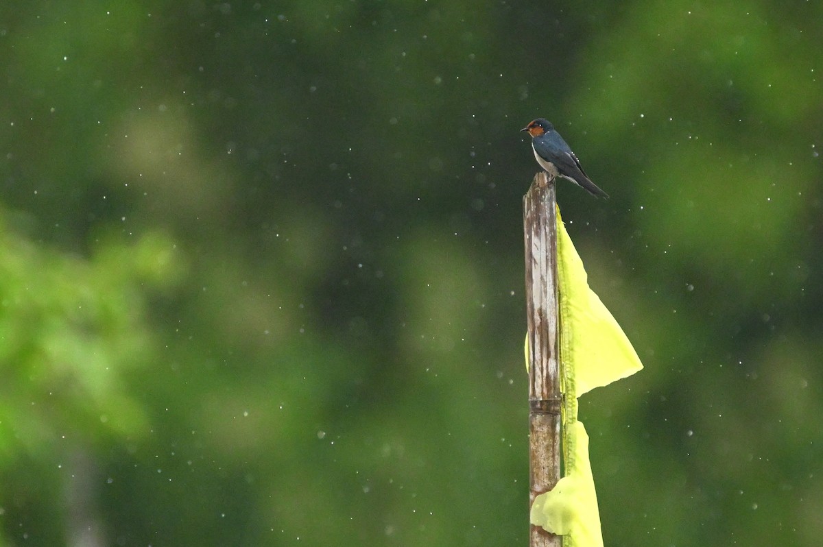 Pacific Swallow - ML647551012