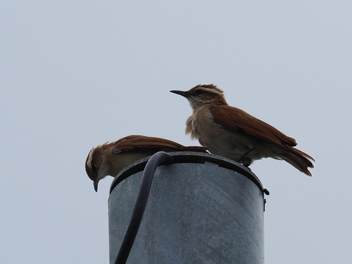 Wing-banded Hornero - ML647551013